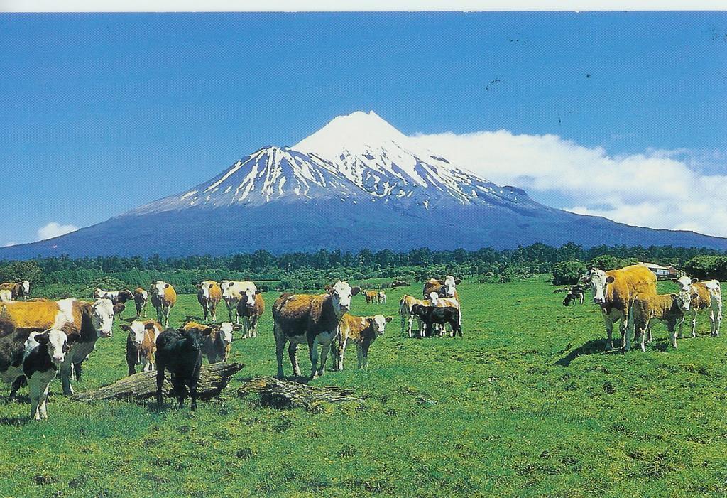 Wheatly Downs Farmstay And Backpackers Hawera Eksteriør billede
